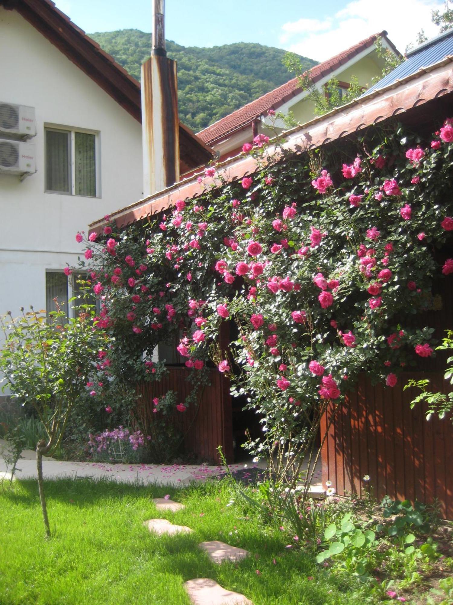 Pension Eden Băile Herculane エクステリア 写真