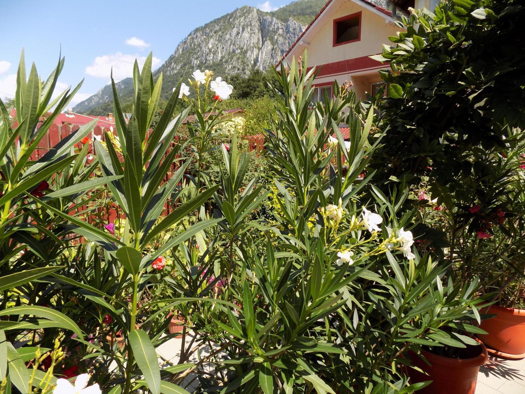 Pension Eden Băile Herculane エクステリア 写真
