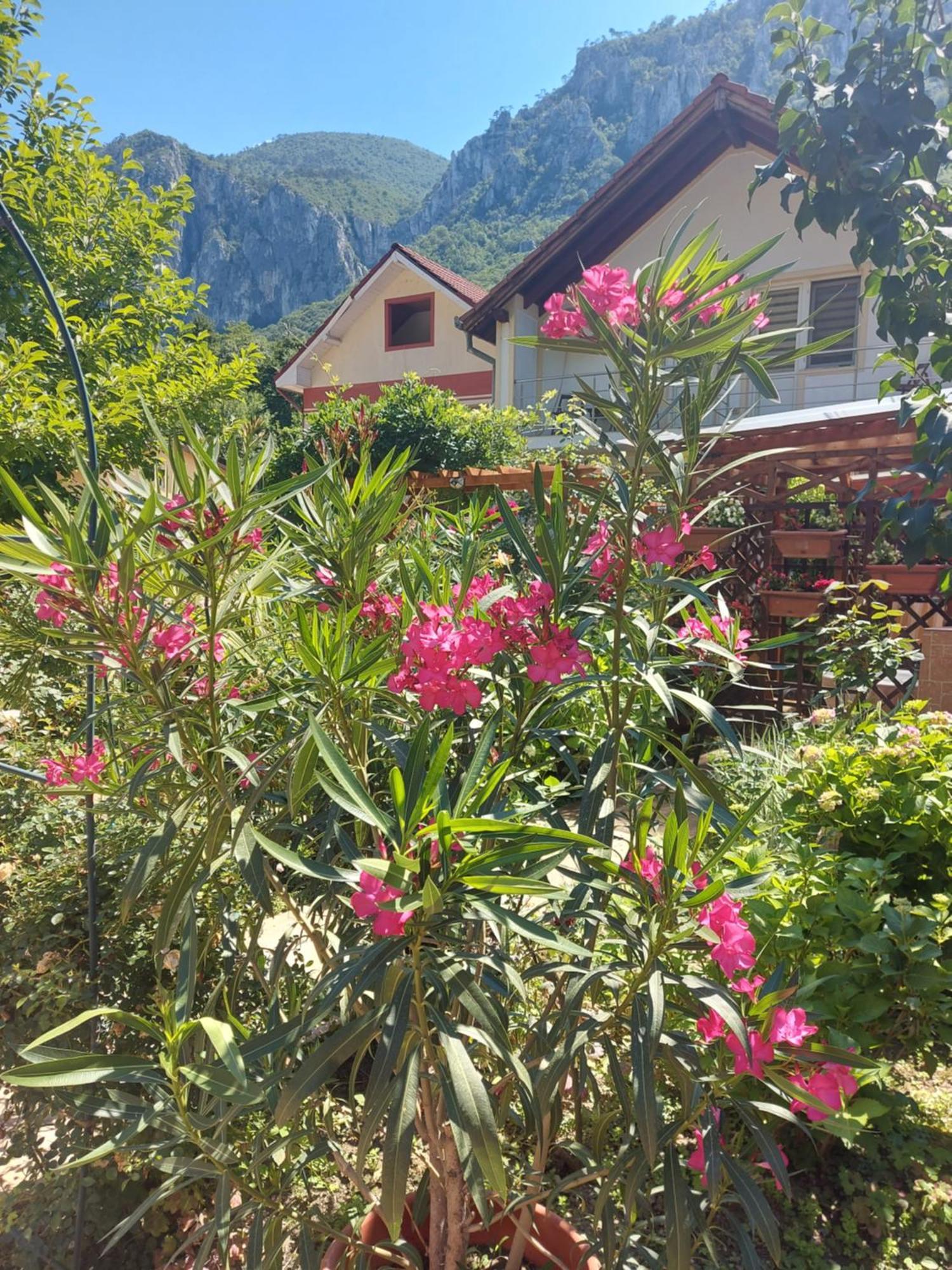 Pension Eden Băile Herculane エクステリア 写真